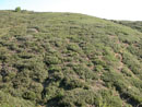 Une maigre garrigue pousse sur les sols très dégradés des Corbières orientales.