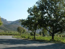 Quelques beaux chênes pubescents isolés dans la plaine viticole