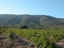 Piémonts viticoles de la montagne de Tauch dans la plaine de Tuchan.