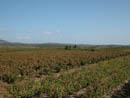 Les vignes dans la plaine de l'Aude.