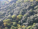 Chênes verts et châtaigniers sur les pentes de la Montagne Noire vers Citou.