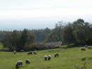 L'élevage ovin extensif entretient de vastes espaces ouverts dans le Cabardès.