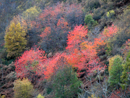 Les colorations des forêts de feuillus sont spectaculaires en automne : teinte pourpre des hêtres dans le Pays de Sault.