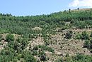 Reboisements de cèdres effectués dans le cadre de la restauration des terrains en montagne ; ici dans la vallée de la Têt