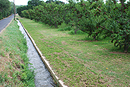 Paysage de qualité dans les vergers du Riberal : canal d'irrigation et pêchers vers Néfiach.