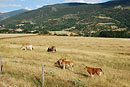 L'élevage bovin représente l'essentiel de l'activité agricole de Cerdagne.