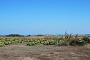 Végétation d'arrière-dune avec figuiers de Barbarie à Torreilles-plage.