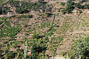 Vignoble en terrasses sur les versants schisteux des Albres.