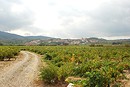 Plaine viticole d'Estagel/Latour-de-France.