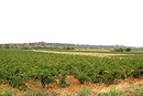 Plaine viticole animée de légers reliefs allongés au pied des Aspres.