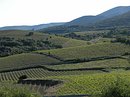 Croupes souples viticoles, en contrebas des avants-monts bleutés qui ferment l'horizon, à l'ouest de Faugères