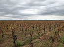 La plaine, plate et occupée par la monoculture de la vigne (ici vers Monblanc) : des paysages moins attractifs que dans le restant du département.