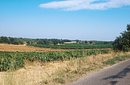 La plaine viticole à l’ouest de Montpellier