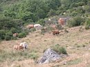 Vaches sur les flancs du Mont Lozère