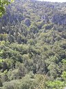 Le paysage des pentes boisées mixtes feuillus/résineux dans les gorges de la Jonte